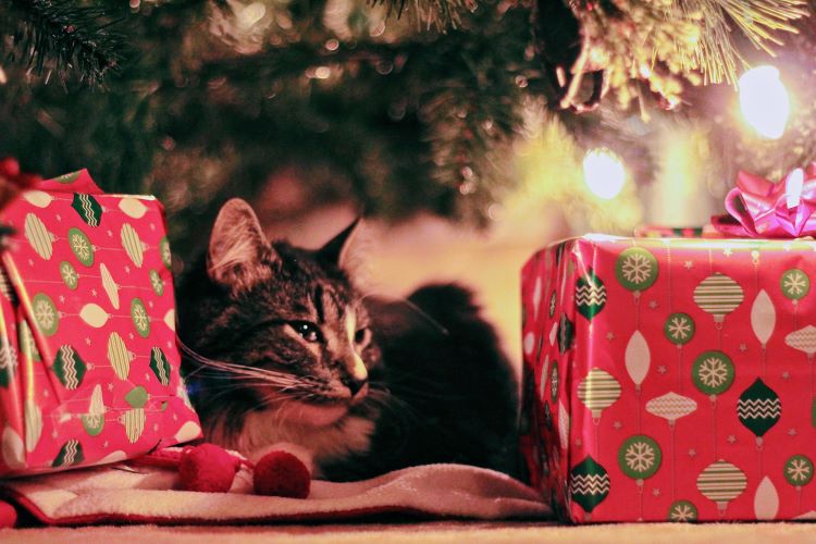 How To Keep Your Pets Safe At Christmas